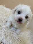 Bichon Maltese Mini