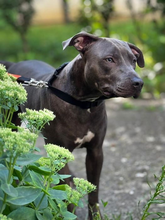 Donez Staffordshire American terrier