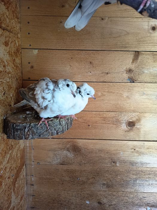 Гугутки смехурки