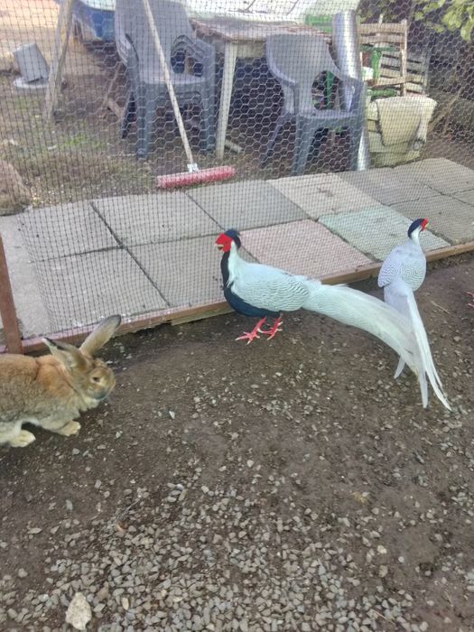 Vând fazanii argintii, auriu pe roșu și comuni