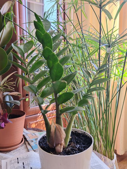 Продам цветок Долларовое дерево