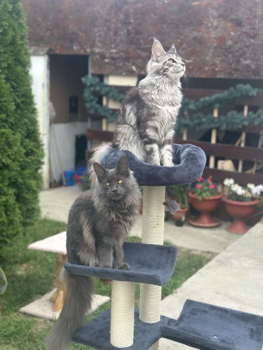 Felisa acreditata Maine Coon - Pedigree