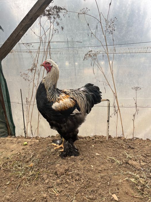 Cocoși Brahma silver negru, rotgesattelt