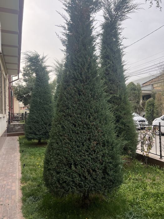 Archa kesish gazon ekish archalarni dorilash