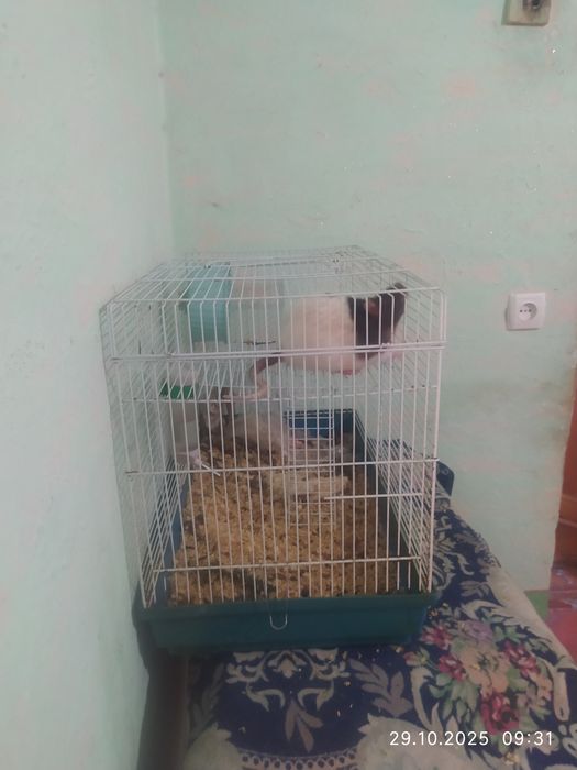 Продам клетку с крысой