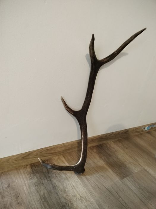 Coarne de cerb de vânzare