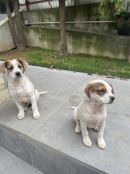 Spre Adoptie, 2 catelusi frumosi