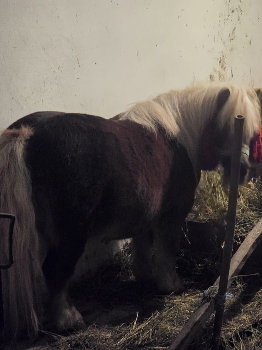 Vând ponei de 6 ani