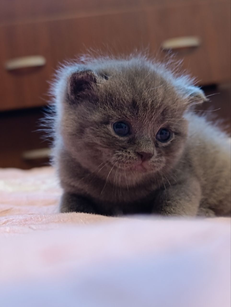 Кичкинтой Скотиш Фолд ва Страйтлар