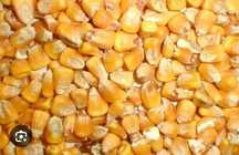 Vand porumb boabea, 1,50 lei/kg