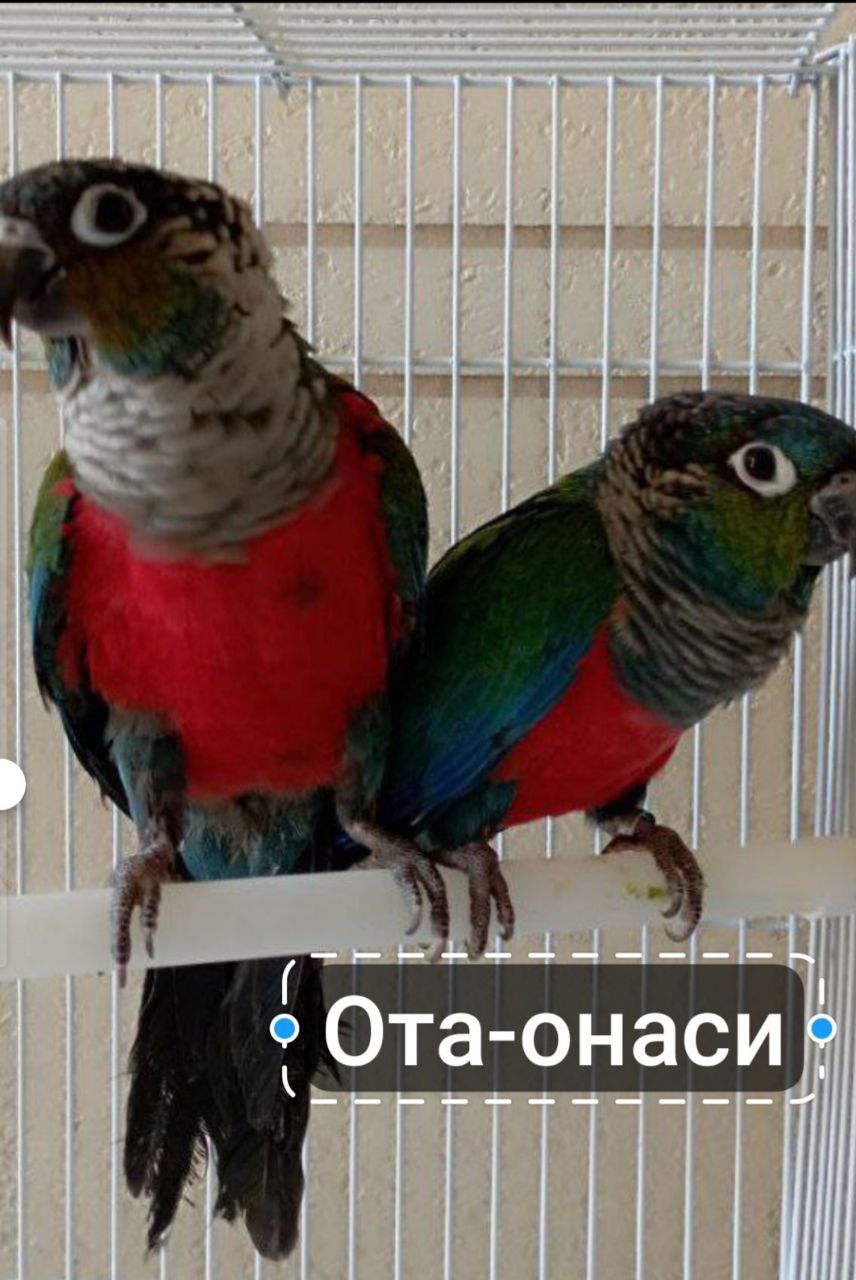 Продаётся птенец попугая Пирруры Перлата