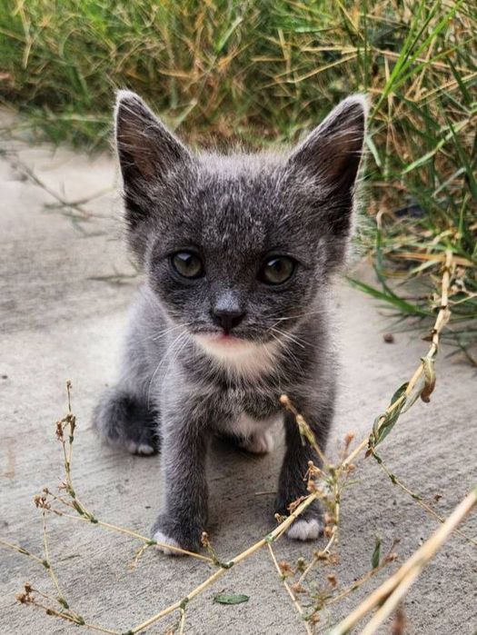 Kotyata v dobrie ruki