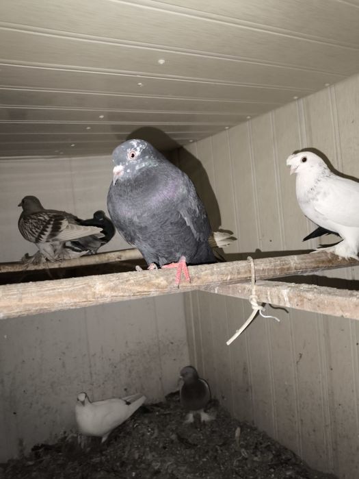 Qush:Kaptarlar sotiladi