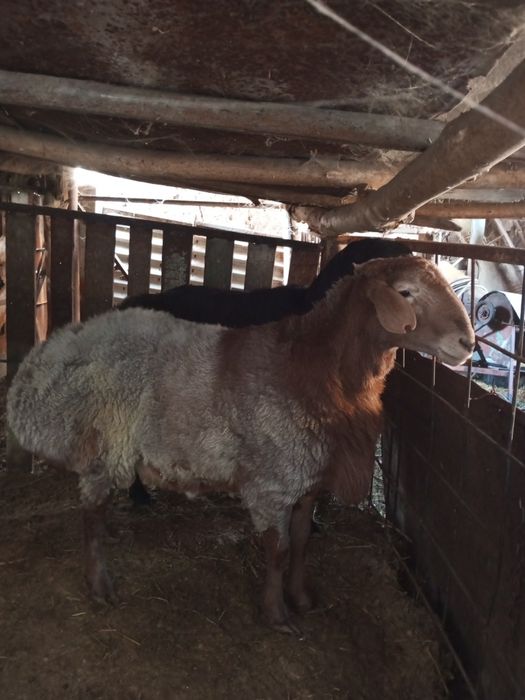 Бараны Арашан Эдилбай