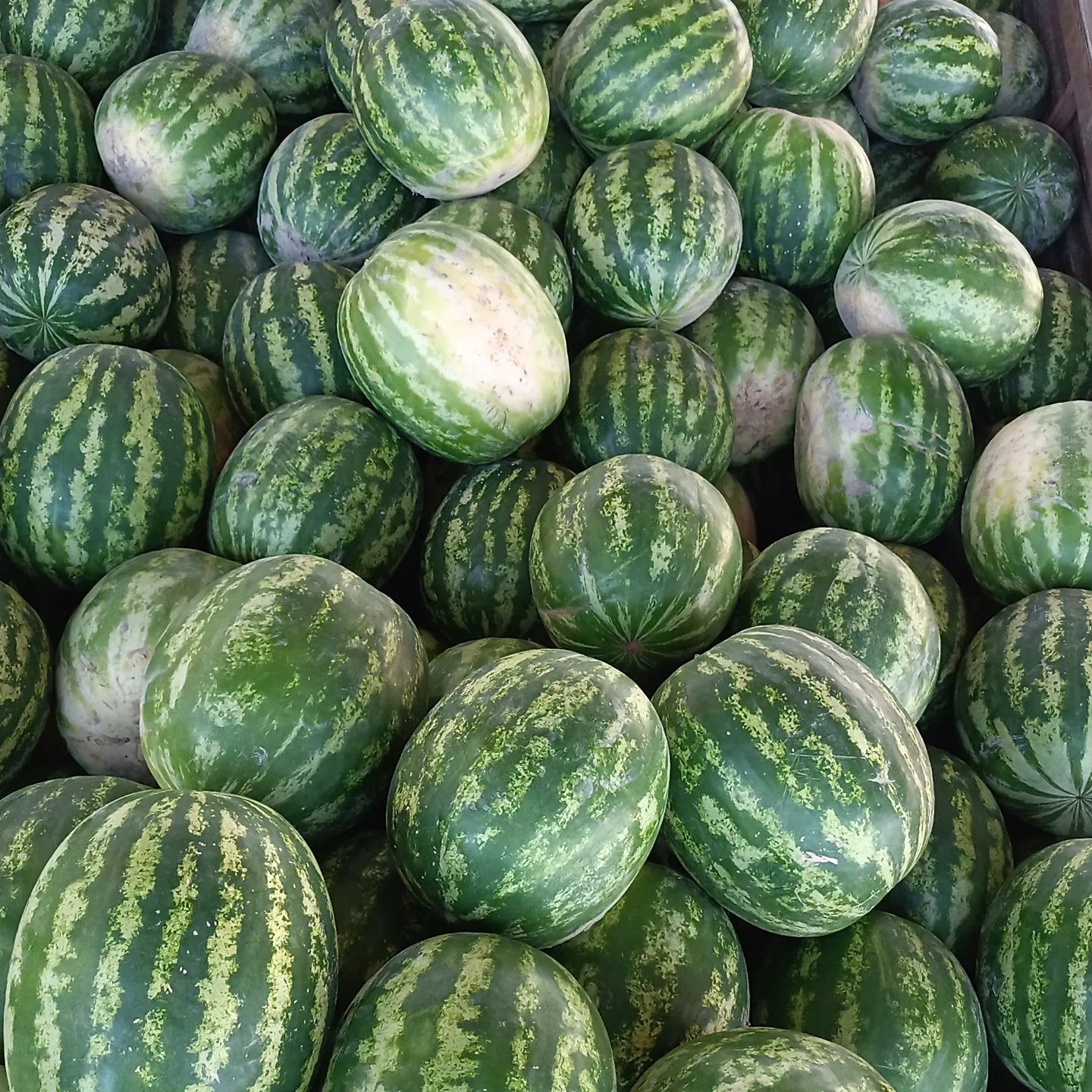 Арбуз, Дыня продам. Оптом и в розницу