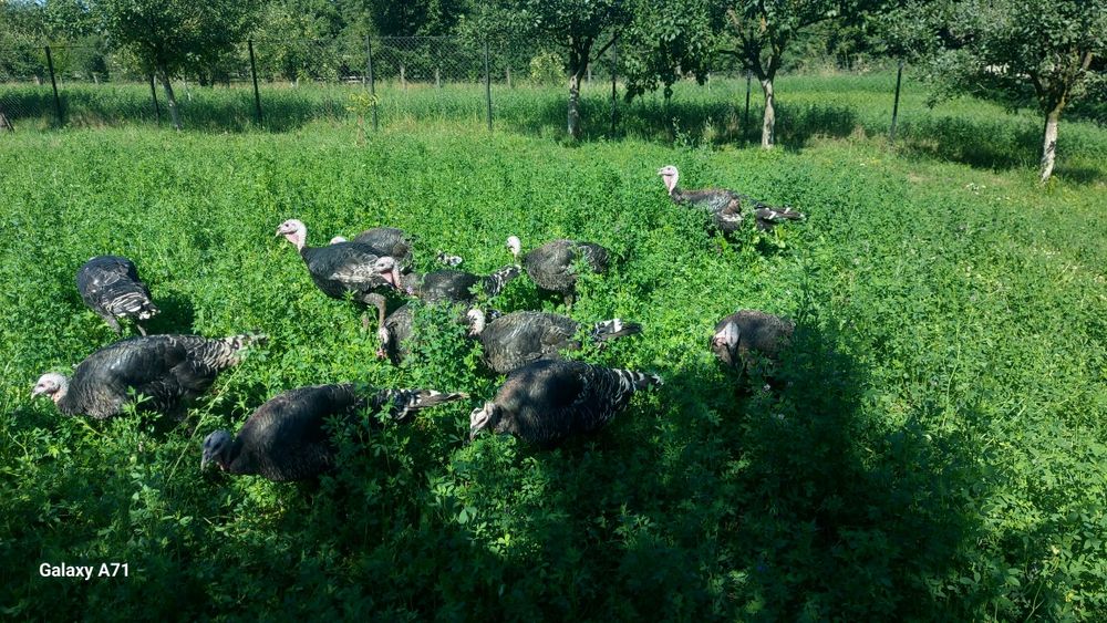 Curcani în viu sau carcasă