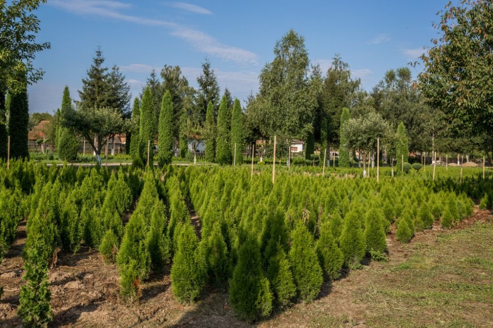 Pepiniera Arbori Ornamentali (Tuia)