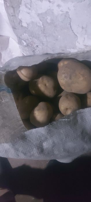 Продам картофель.
