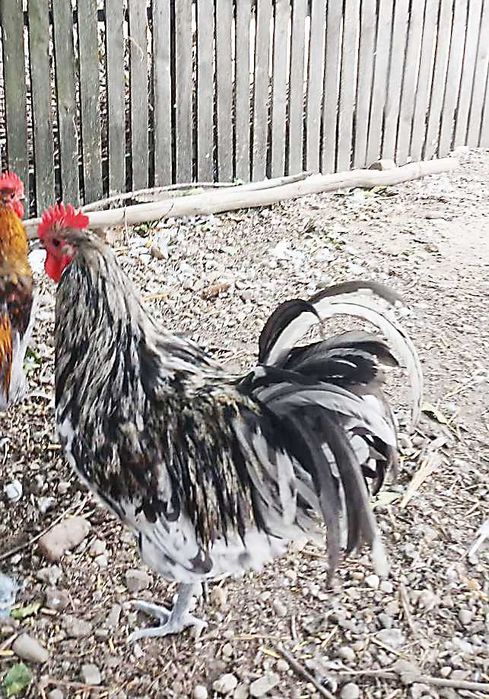 Vand cocosi Wiandotte GSG si Australorp Splash