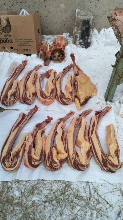 Продам согым ! Байтал