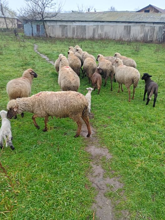 3 oi de vânzare cu miei langa ele