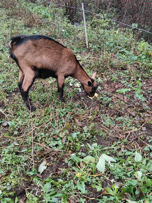 Vând capre  alpine