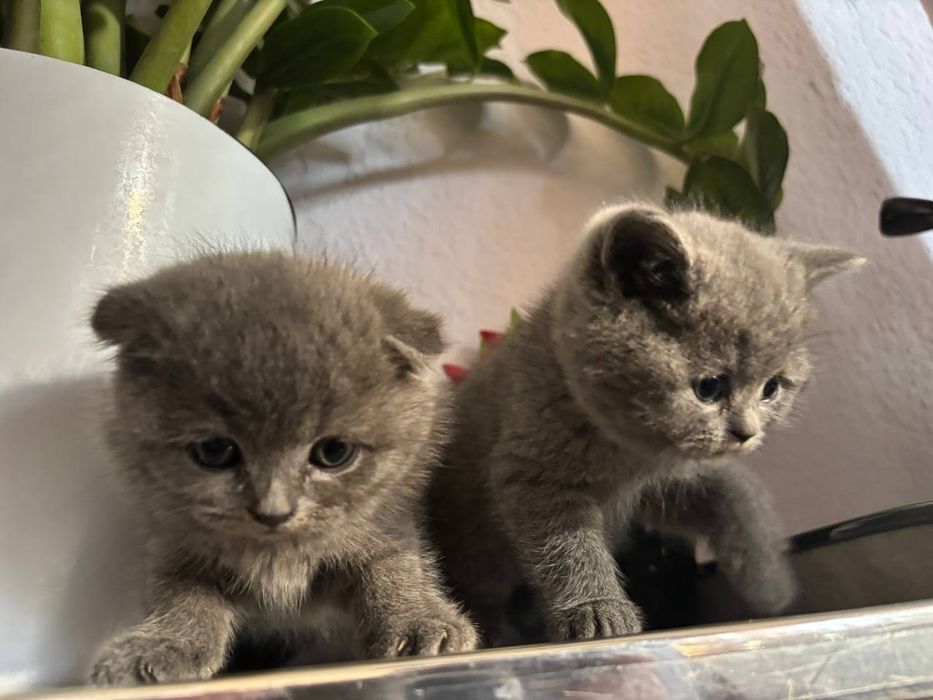 Mushuk tozza parodali