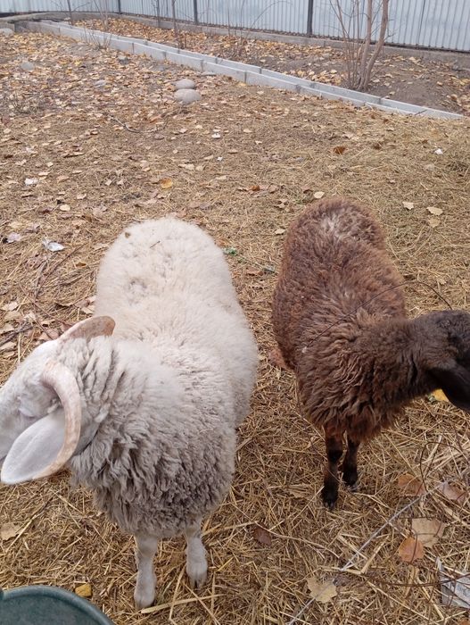 Продам баранов молодых