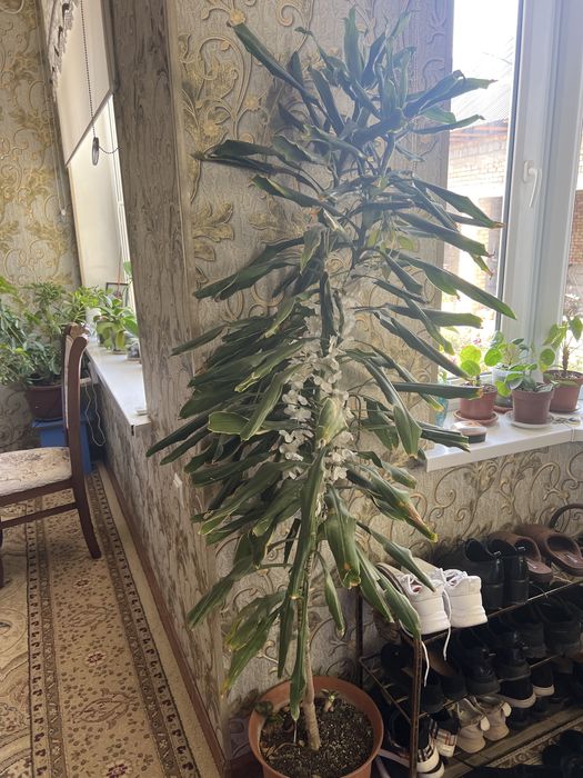 Продается цветы для офиса и дома квартир и т.д