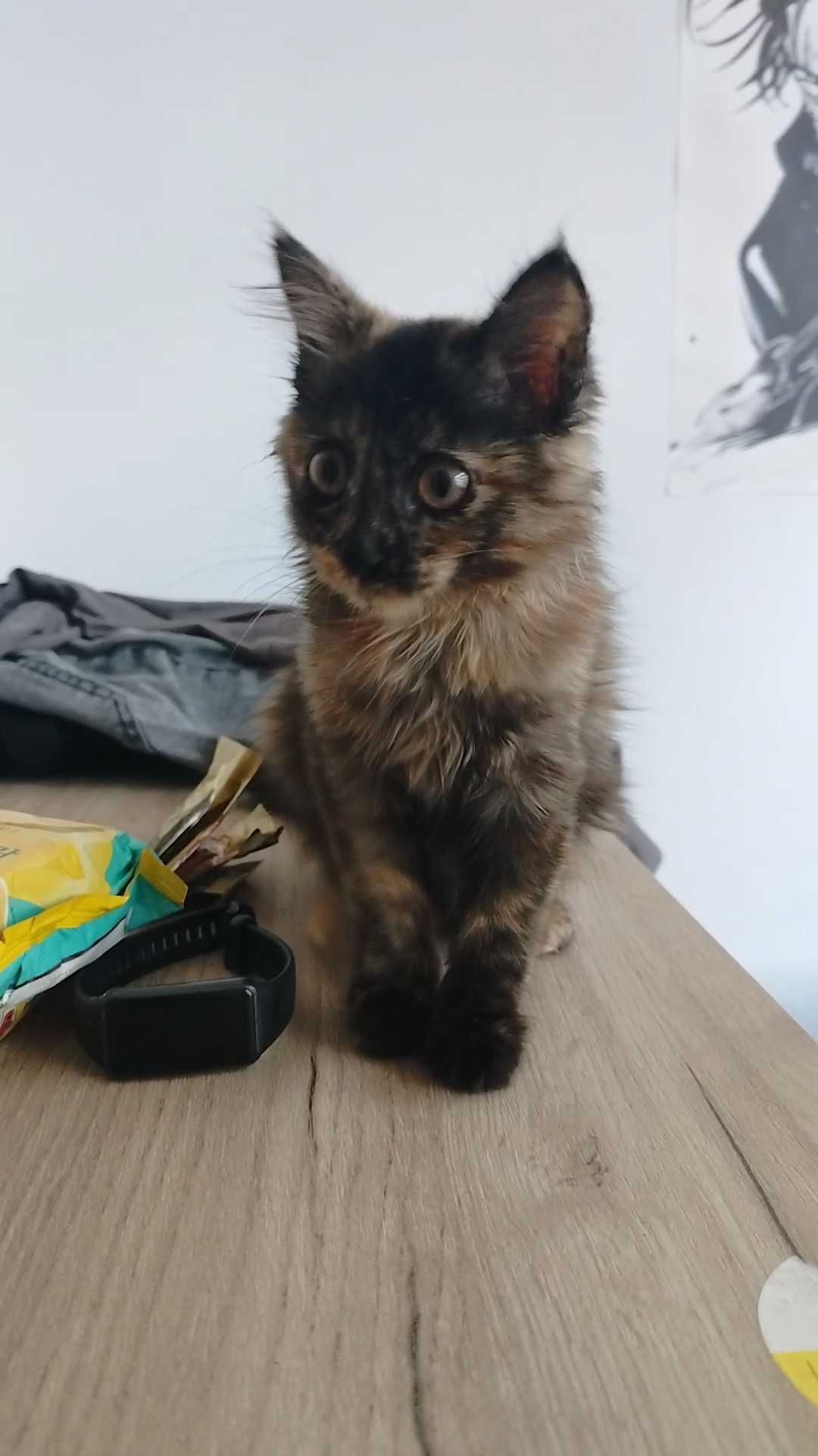 Котёнок в добрую и  ответственную семью!
