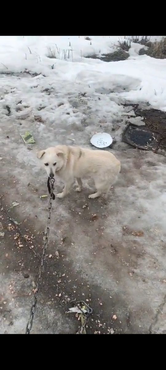 Бесплатно щенки 1 сука и 2 кабеля
