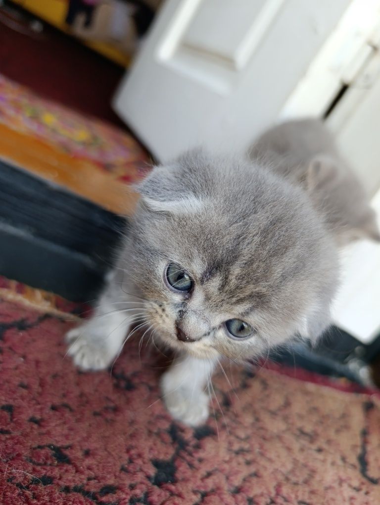 Скоттищ фолд мушук болалари