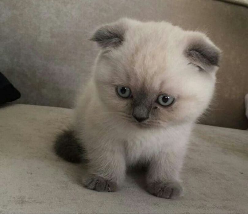 Сиамский , уша шотландский котенок
