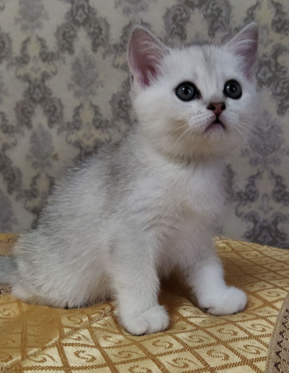 Шиншилла Шотландские котята