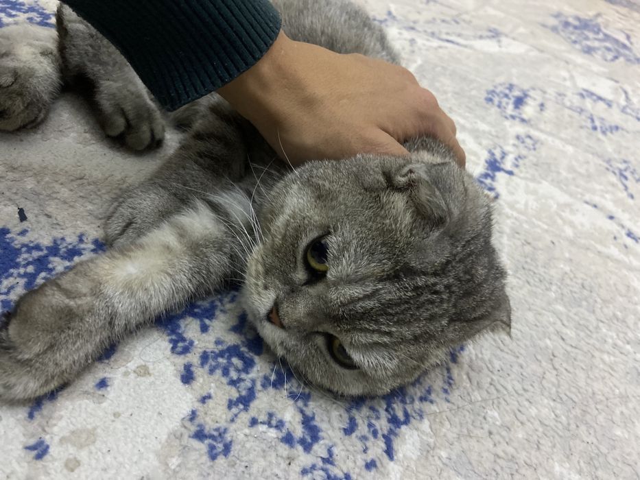 Шотланд Лофт Вислоухая Кошка