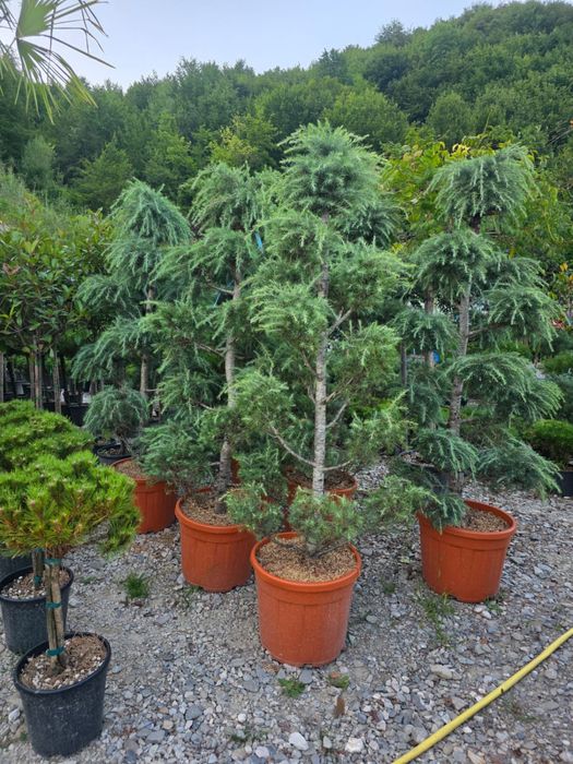 vand si amenajez gradini cu plante ornamentale