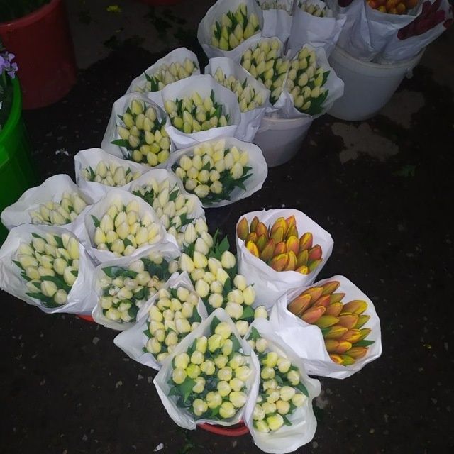 Лола пиёзи сотилади галан сорти гули котта бу́лади