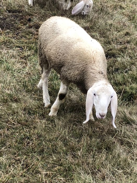 Vând berbecuți Bergamasca