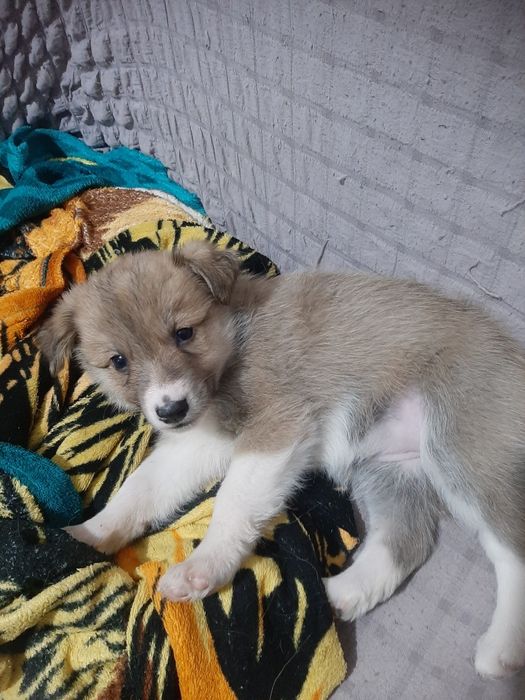 Щеночки в добрые руки