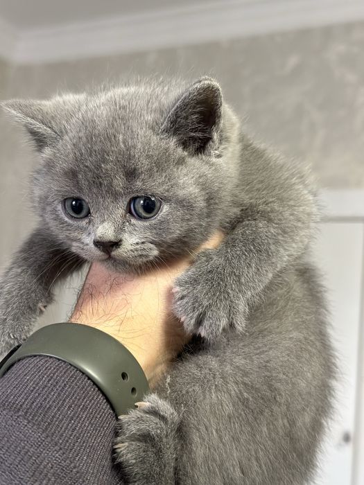 Продаются котята