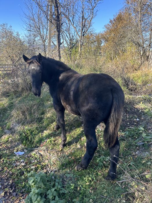 Vand manz foarte frumos din cai grei!
