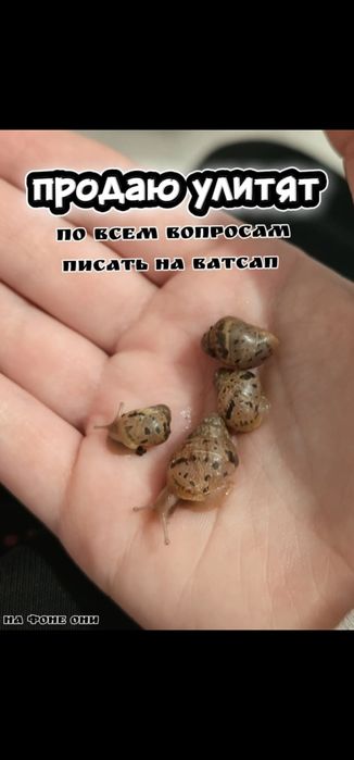 Ахатиновые улитки