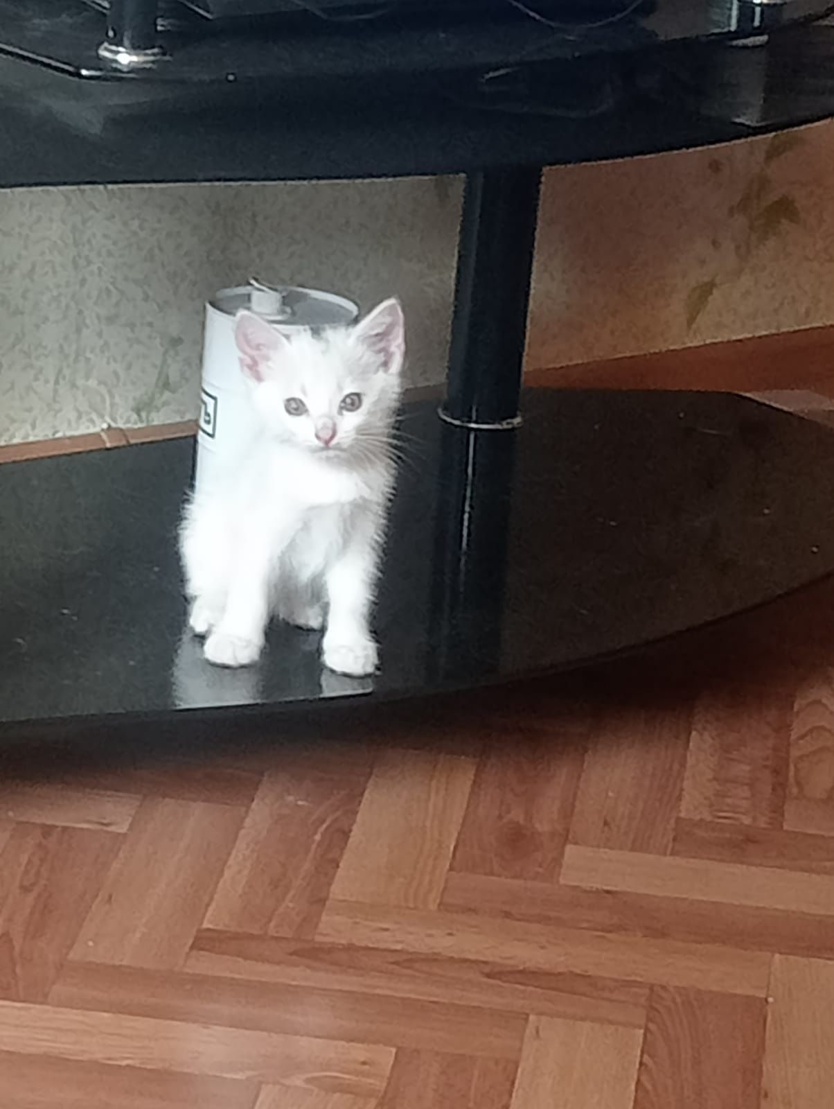 Котята бесплатно