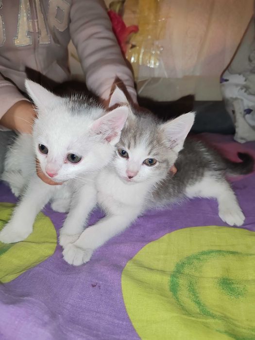 Котята домашние даром