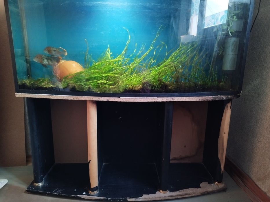 Продаю аквариум 200–250 л с рыбками и фильтром
