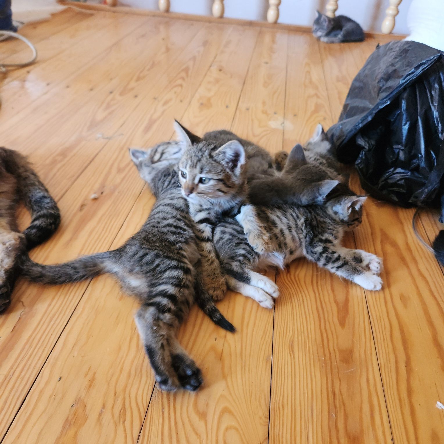 Котята бесплатно