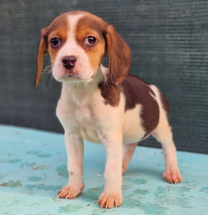 Beagle tricolor fetita