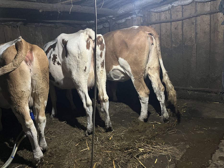 Vand vaci baltata romaneasca superbe de lapte