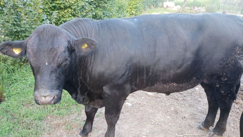 Tauri Angus certificat de origine