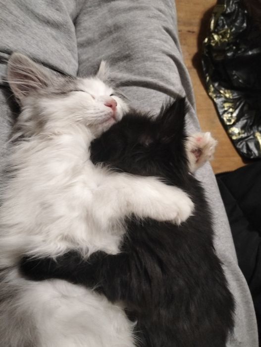 Отдам кошек бесплатно.  
Девочка — полу породистая, 4 месяца; мальчик